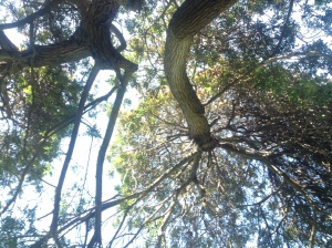 Tree in Balboa Park, San Diego